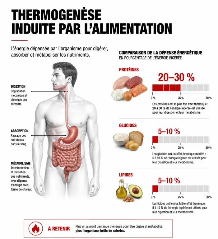 Infographie sur la thermogenèse induite par l'alimentation et les aliments qui boostent le métabolisme