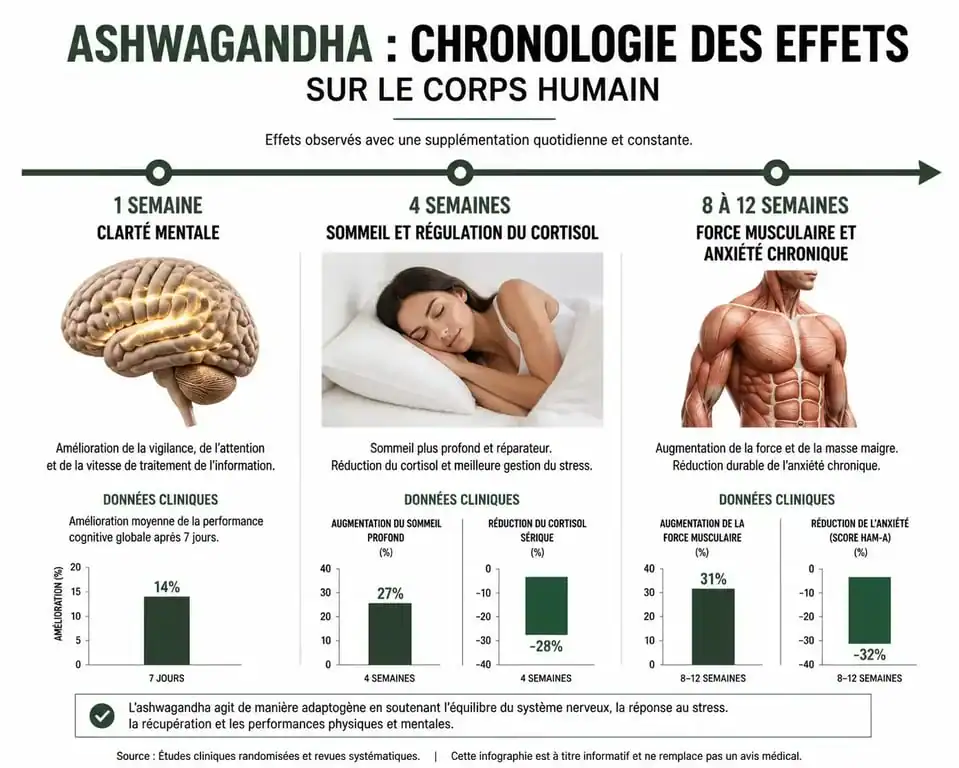 Infographie montrant le délai d'action et les effets de l'ashwagandha sur le stress et le sommeil