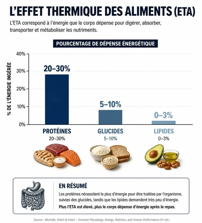 Infographie sur l'effet thermique des protéines et la gestion du poids